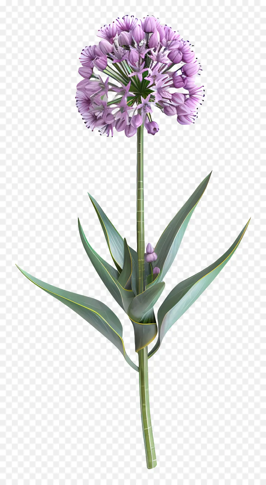 ดอกไม้ Allium 3d，ดอกไม้สีม่วงเดี่ยว PNG