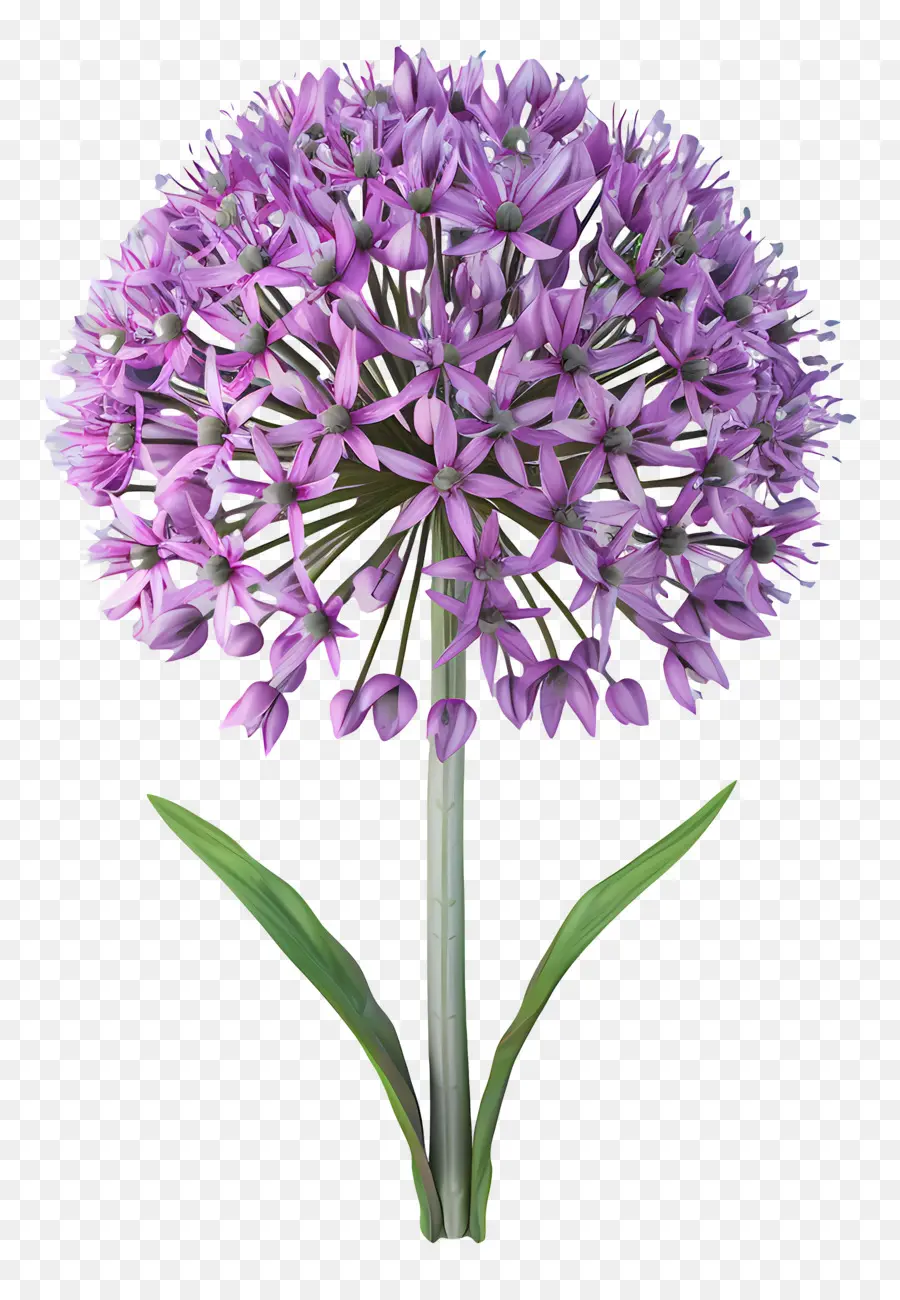 ดอกไม้ Allium 3d，ดอกไม้สีม่วง PNG