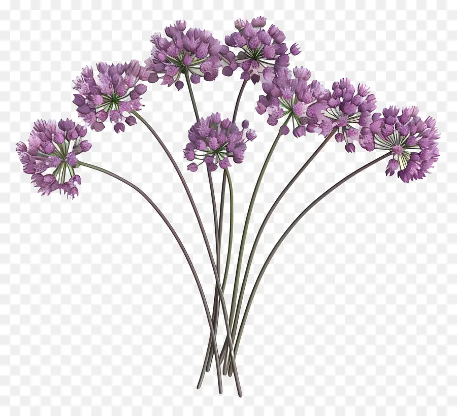 ดอกไม้ Allium 3d，ดอกไม้สีม่วง PNG