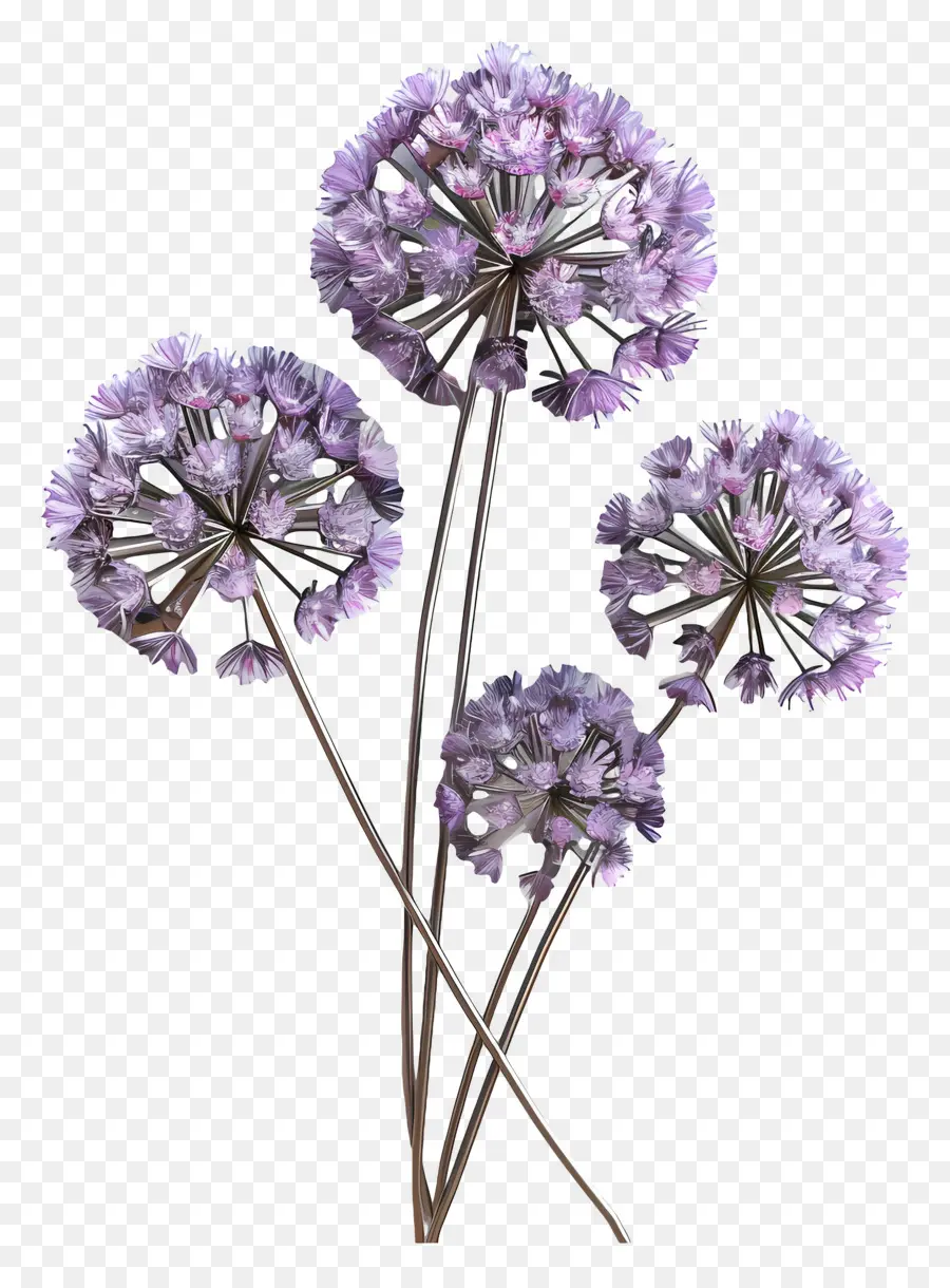 ดอกไม้ Allium 3d，ดอกไม้สีม่วง PNG