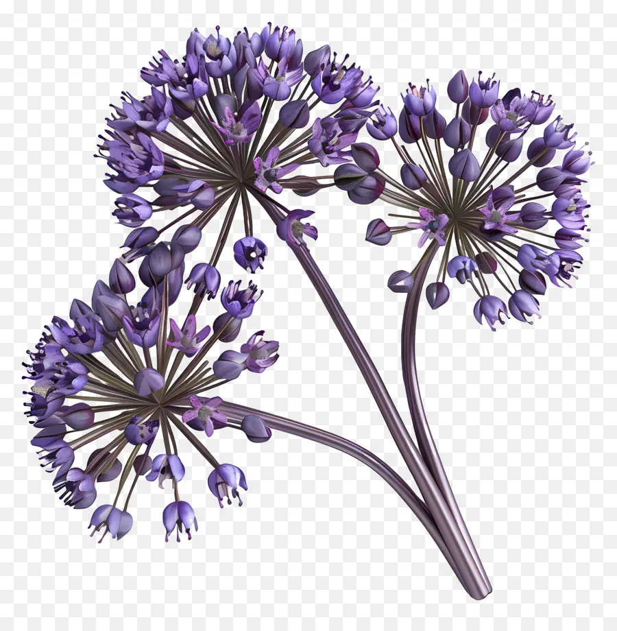 ดอกไม้ Allium 3d，คลัสเตอร์ดอกไม้สีม่วง PNG