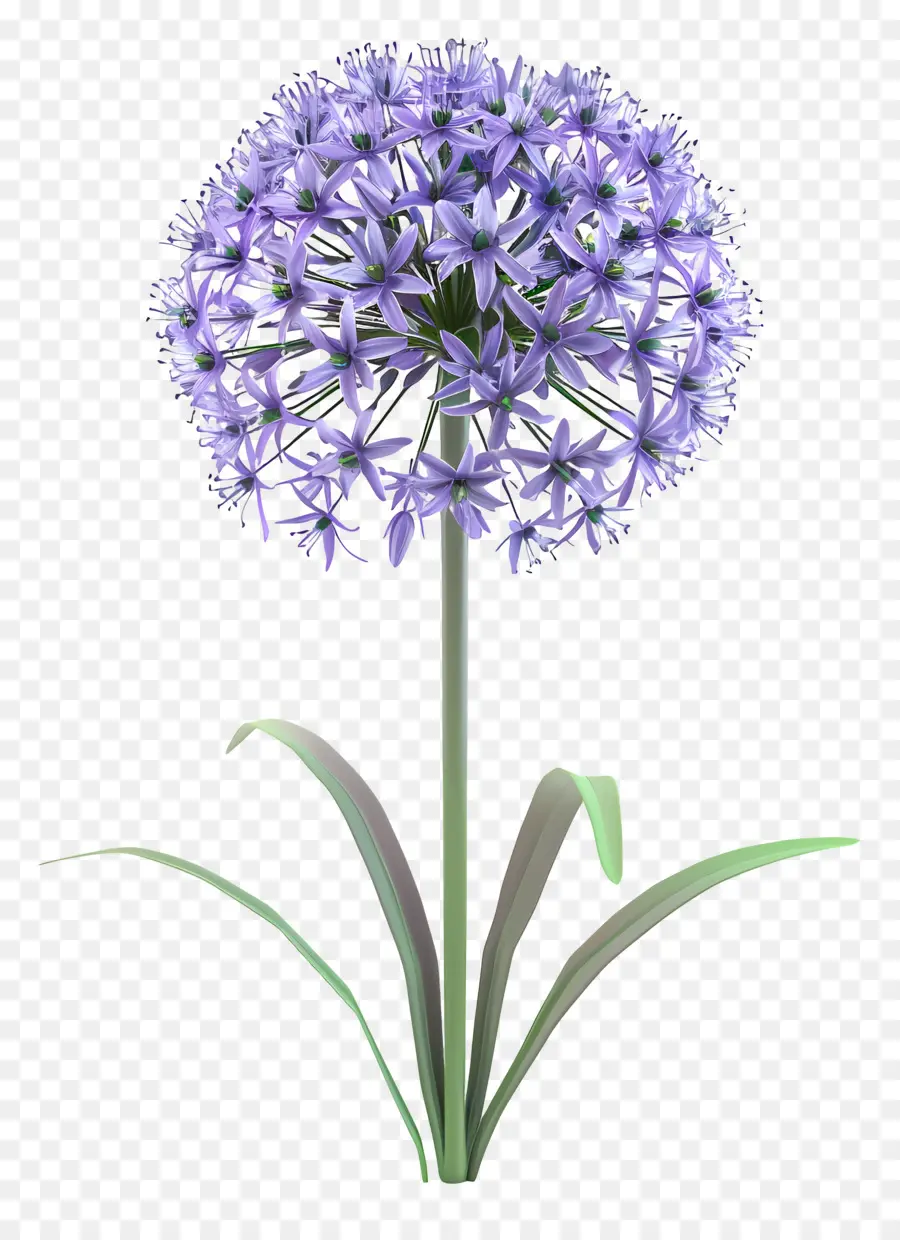 ดอกไม้ Allium 3d，ดอกไม้สีม่วงเดี่ยว PNG