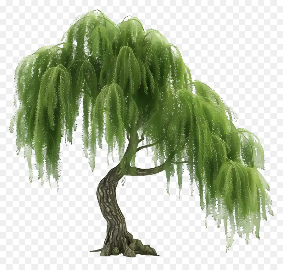 ต้นไม้ 3d，Weeping Willow Tree PNG