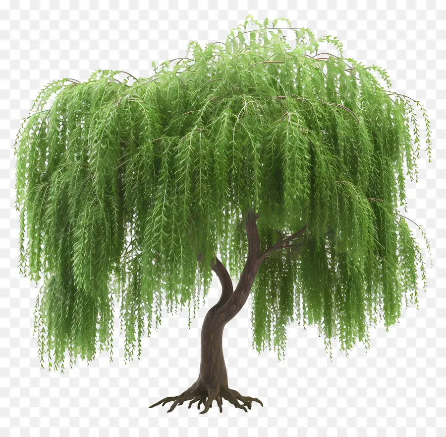 ต้นไม้ 3d，Weeping Willow Tree PNG