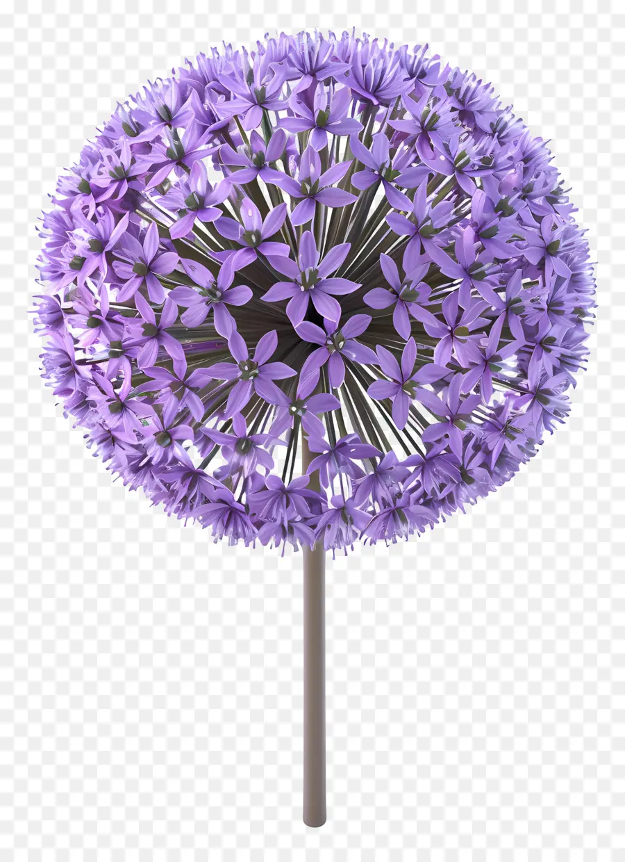 ดอกไม้ Allium 3d，Allium สีม่วง PNG