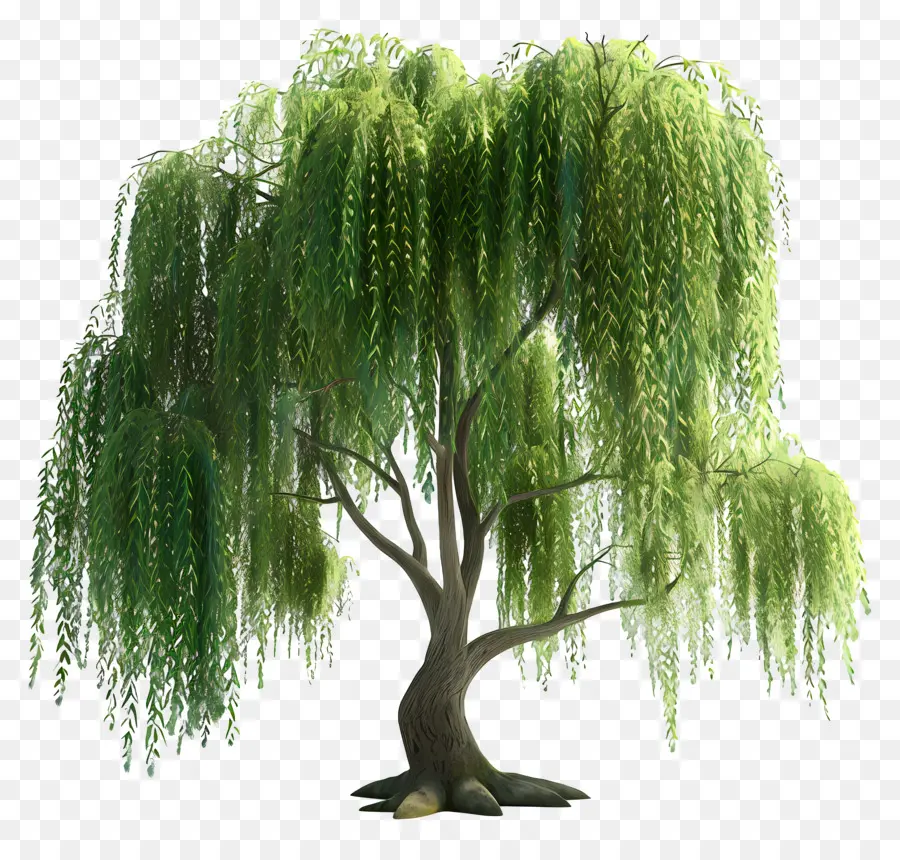 ต้นไม้ 3d，Weeping Willow PNG