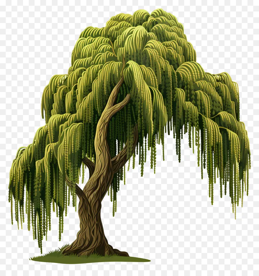 Weeping Willow，Weeping Willow Tree PNG