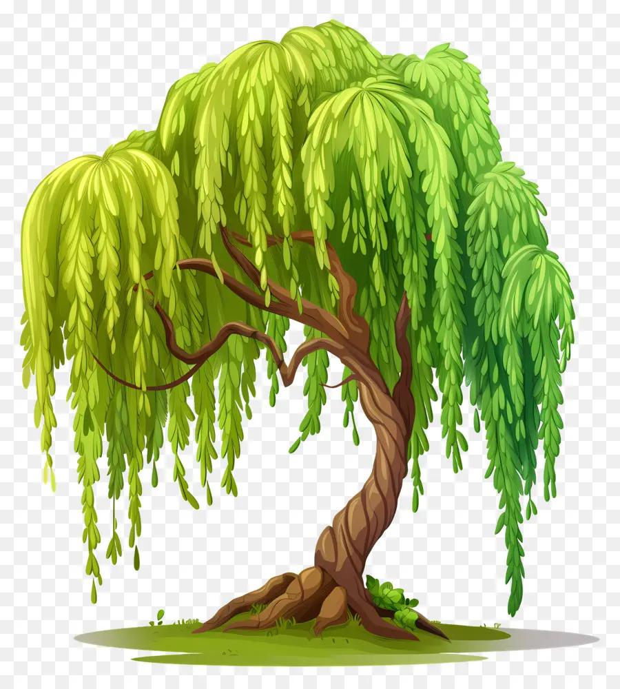 Weeping Willow，Weeping Willow Tree PNG