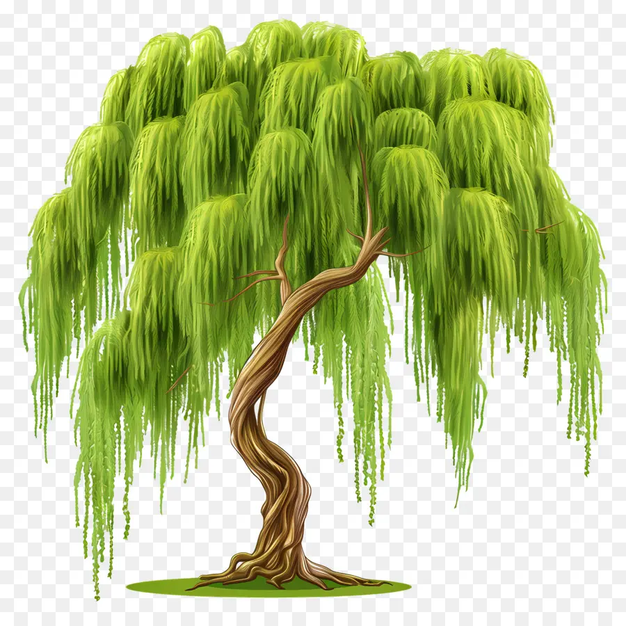 Weeping Willow，ต้นวิลโลว์ PNG