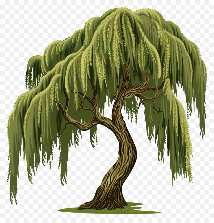 Weeping Willow，Weeping Willow Tree PNG