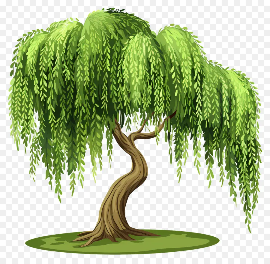 Weeping Willow，ต้นวิลโลว์ PNG