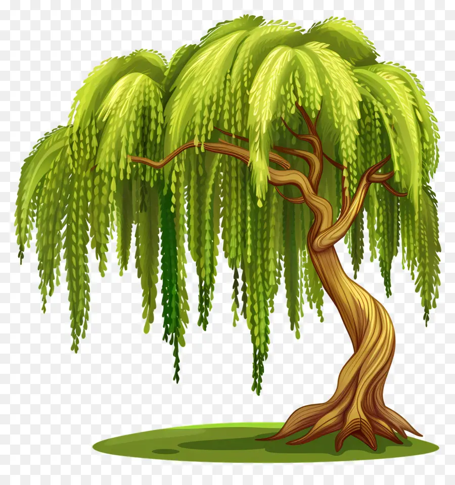 Weeping Willow，Weeping Willow Tree PNG