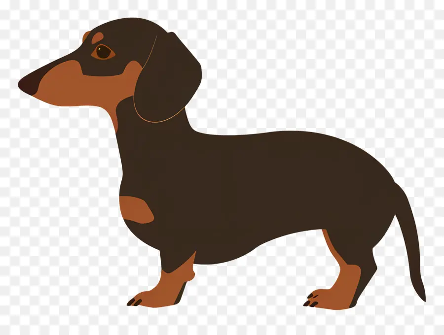 สุนัขอนิเมชั่น，Dachshund สีน้ำตาล PNG