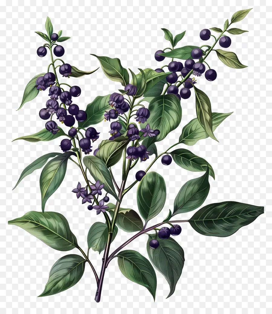 Chinaberry กำลังเบ่งบาน，ผลเบอร์รี่สีม่วง PNG