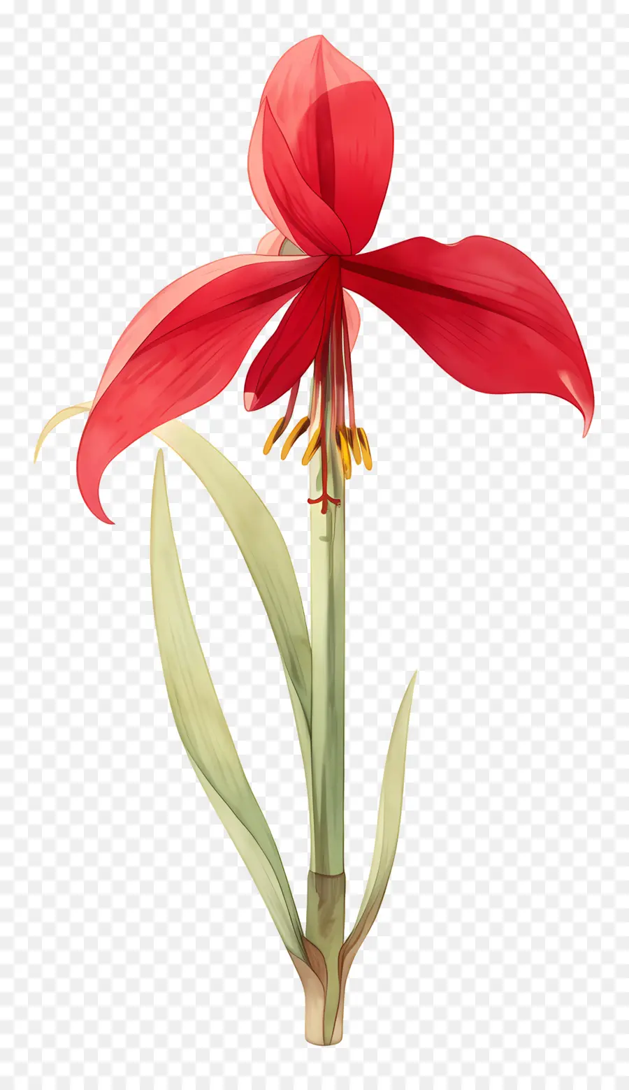 ดอกไม้ Amaryllis，ดอกไม้สีแดง PNG