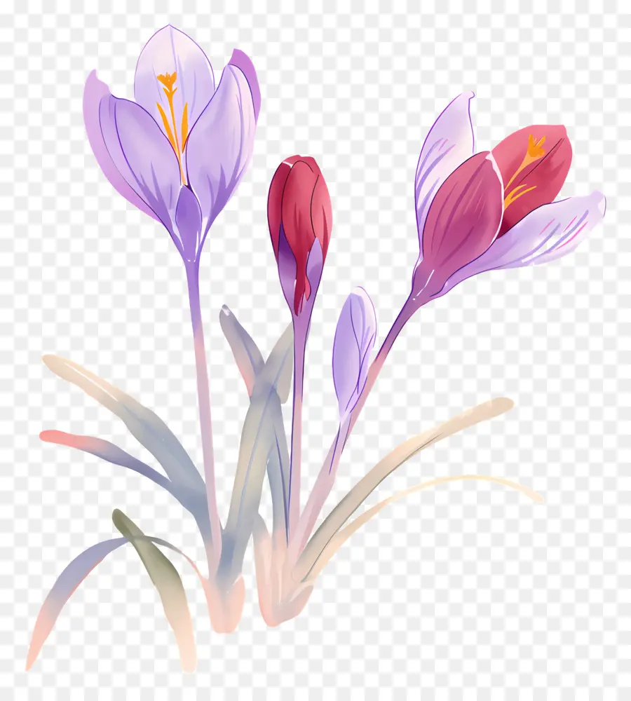 Crocus สีเหลือง，ดอกไม้ Crocus PNG