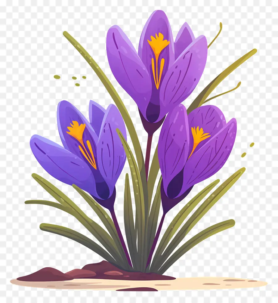 Crocus สีเหลือง，ดอกไม้สีม่วง PNG