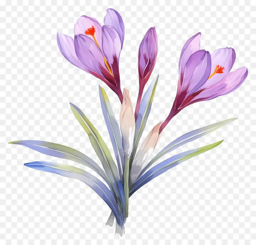 Crocus สีเหลือง，ดอกไม้ Crocus PNG