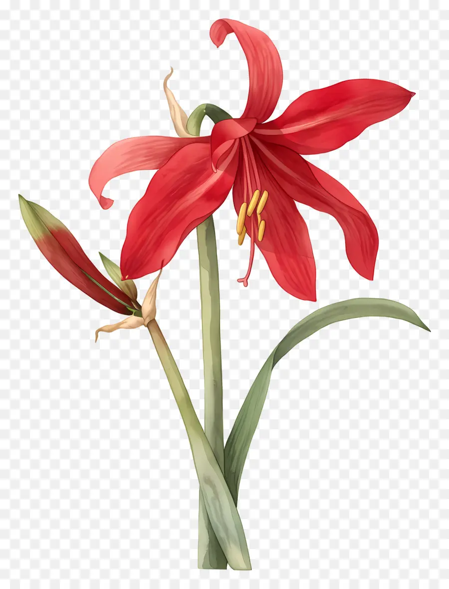 ดอกไม้ Amaryllis，ดอกไม้สีแดง PNG