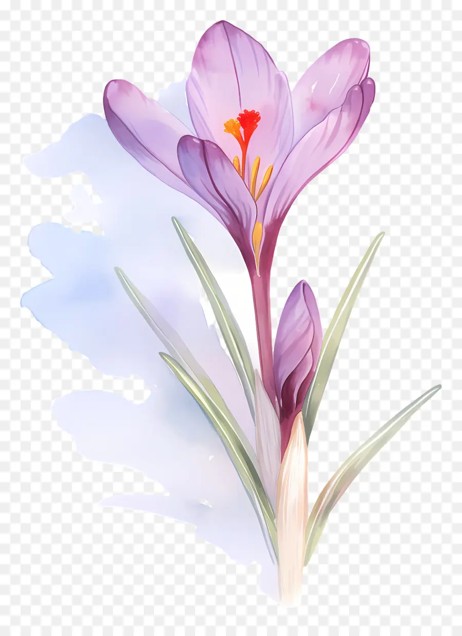 Crocus สีเหลือง，ดอกไม้สีม่วง PNG