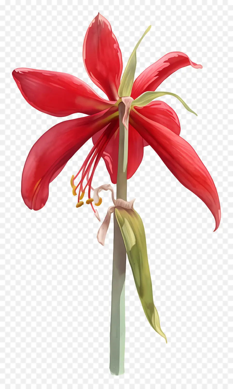 ดอกไม้ Amaryllis，ดอกไม้สีแดง PNG