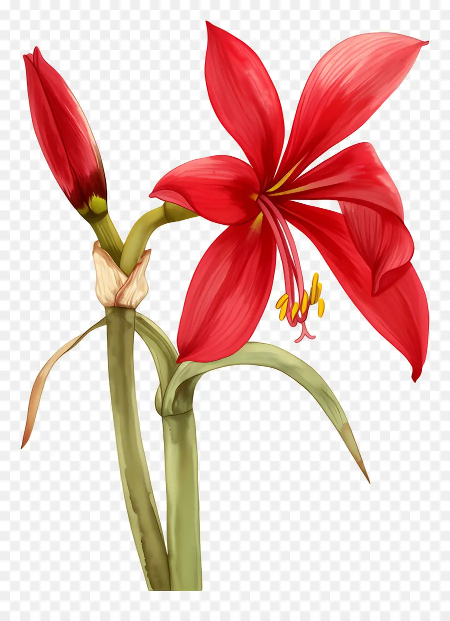 ดอกไม้ Amaryllis，ดอกไม้สีแดง PNG