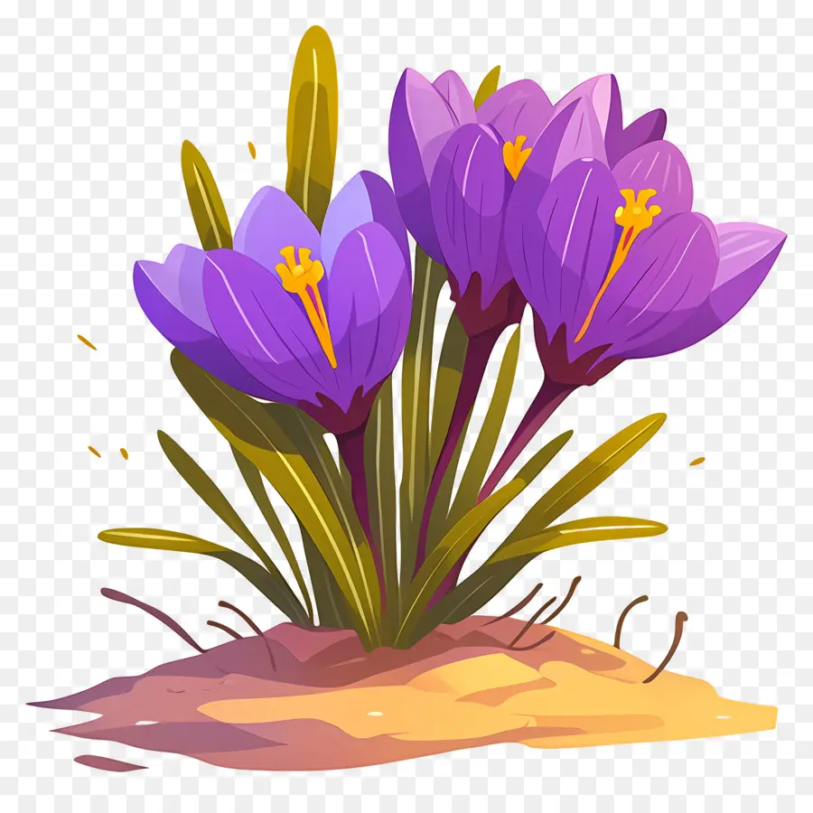 Crocus สีเหลือง，ดอกไม้สีม่วง PNG