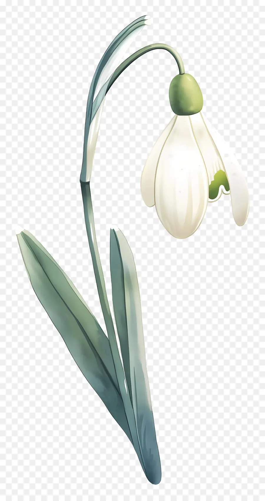 ดอกไม้หิมะ，Snowdrop สีขาว PNG