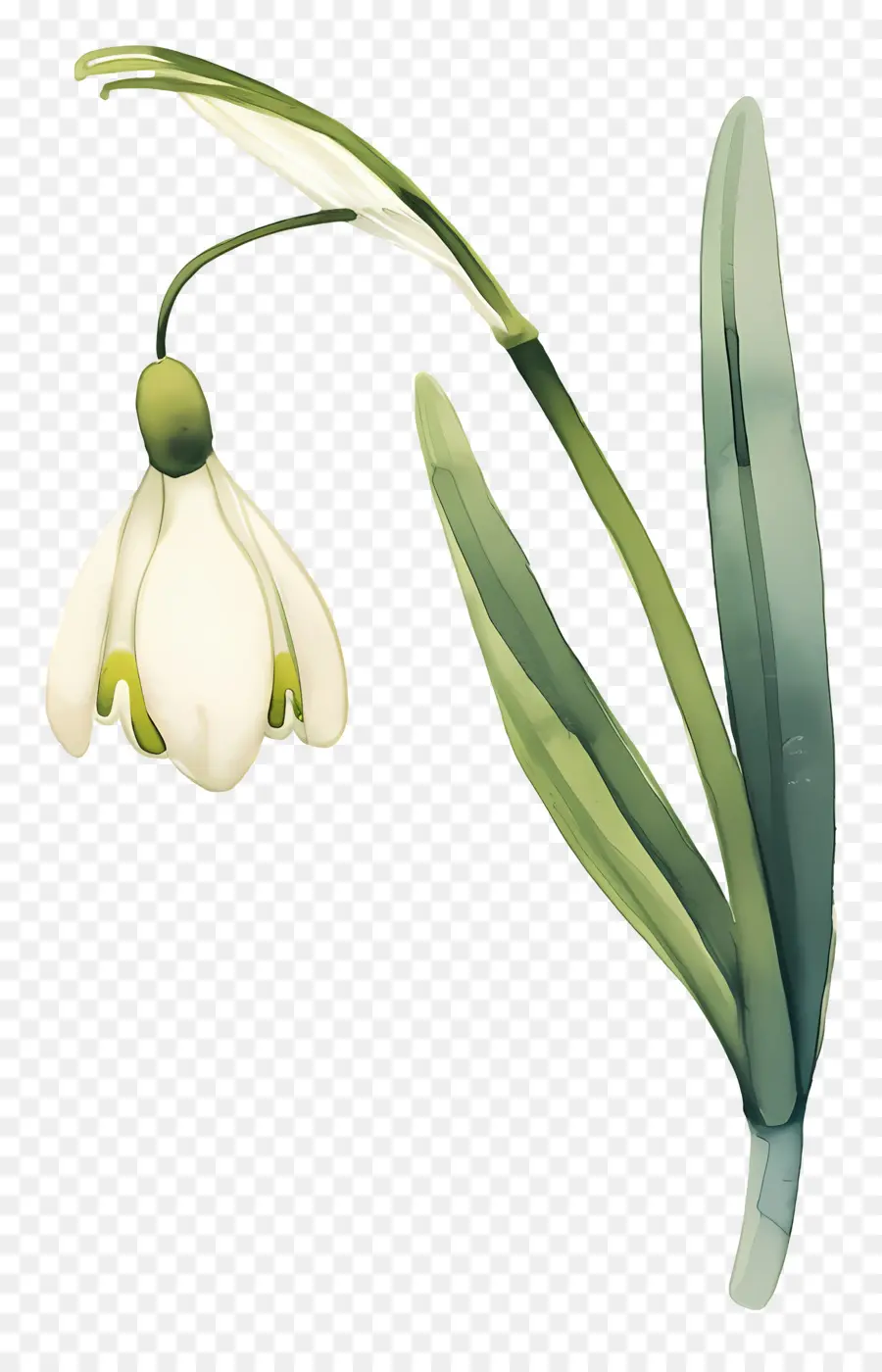 ดอกไม้หิมะ，Snowdrop สีขาว PNG