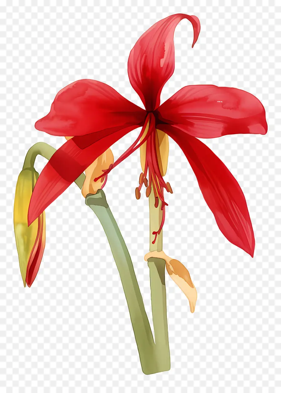 ดอกไม้ Amaryllis，ดอกไม้สีแดง PNG