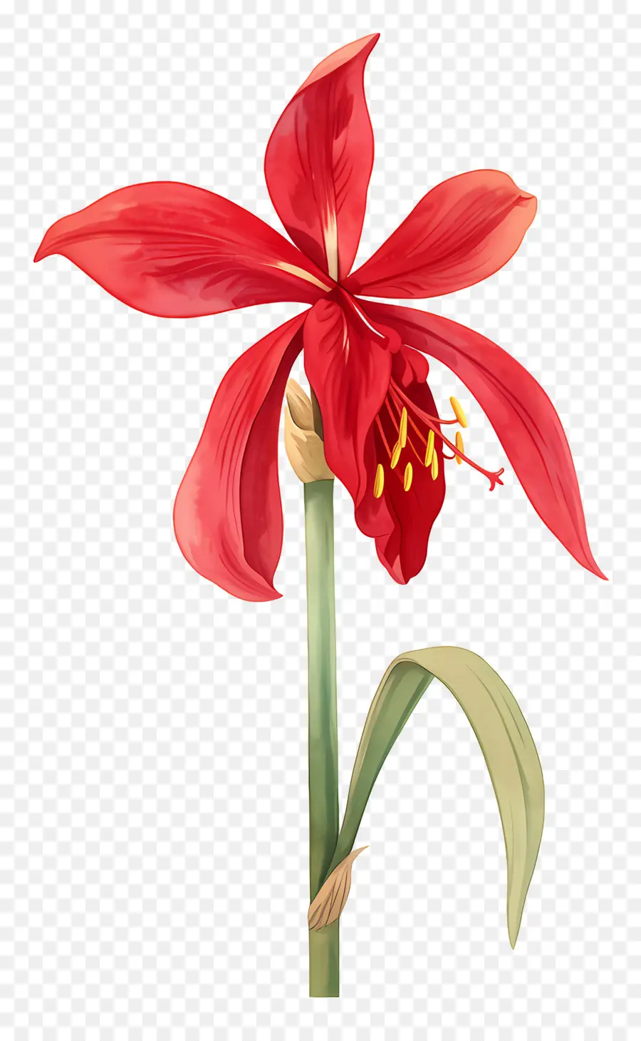 ดอกไม้ Amaryllis，ดอกไม้สีแดง PNG