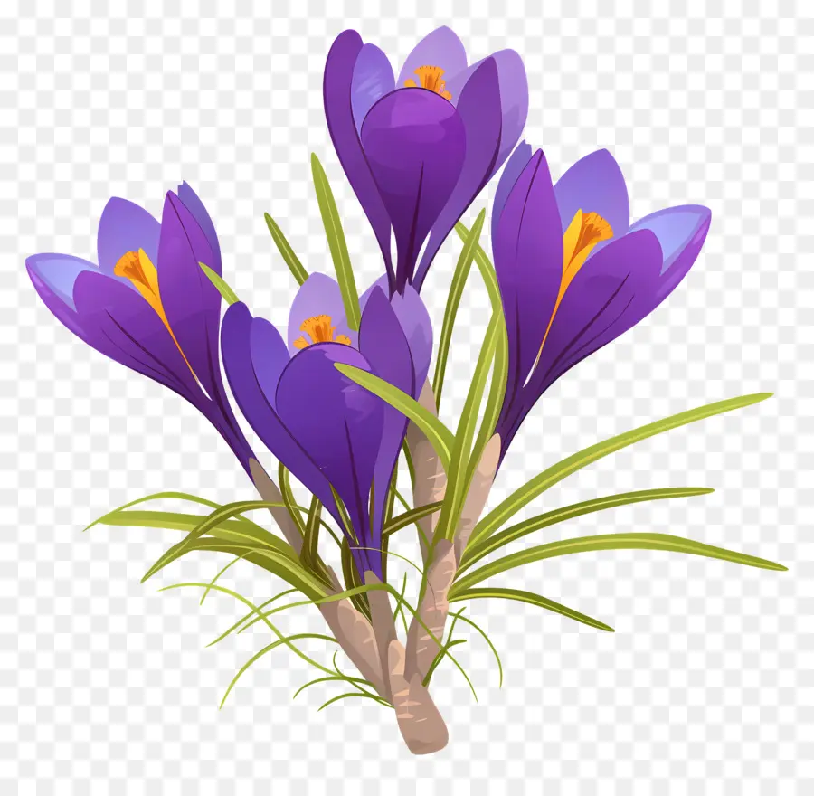 Crocus สีเหลือง，ดอกไม้สีม่วง PNG