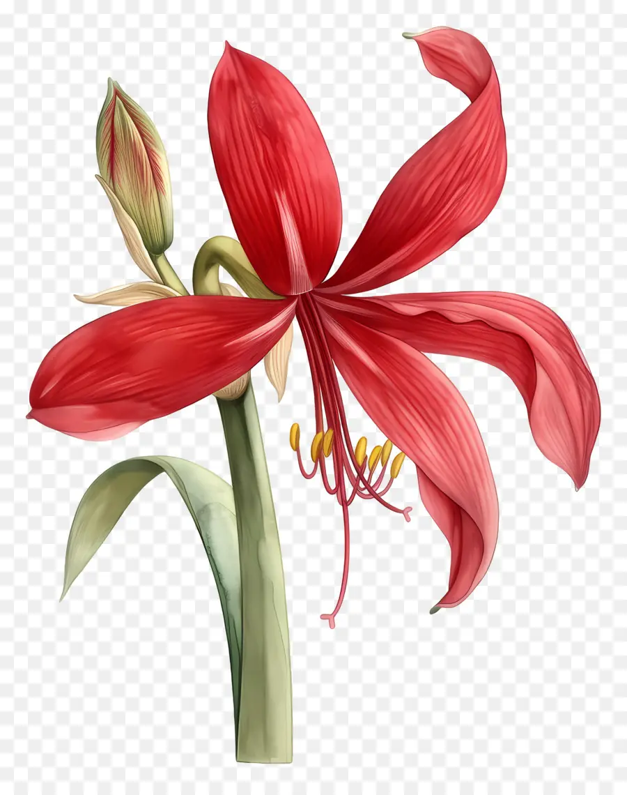 ดอกไม้ Amaryllis，ดอกไม้สีแดง PNG