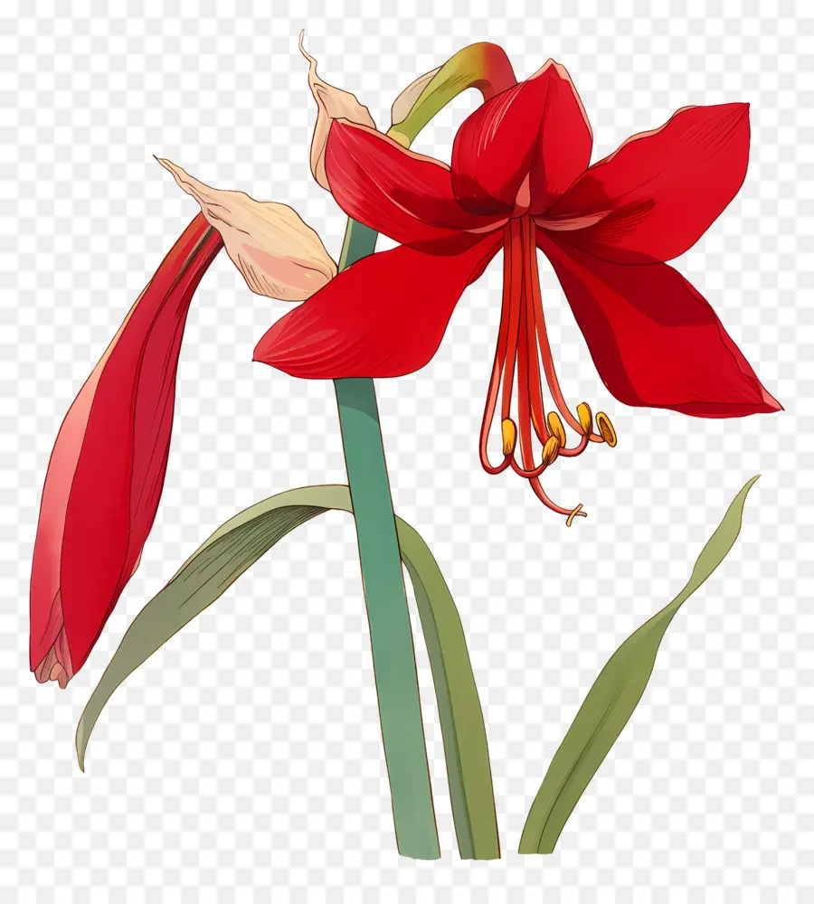 ดอกไม้ Amaryllis，ดอกไม้สีแดง PNG