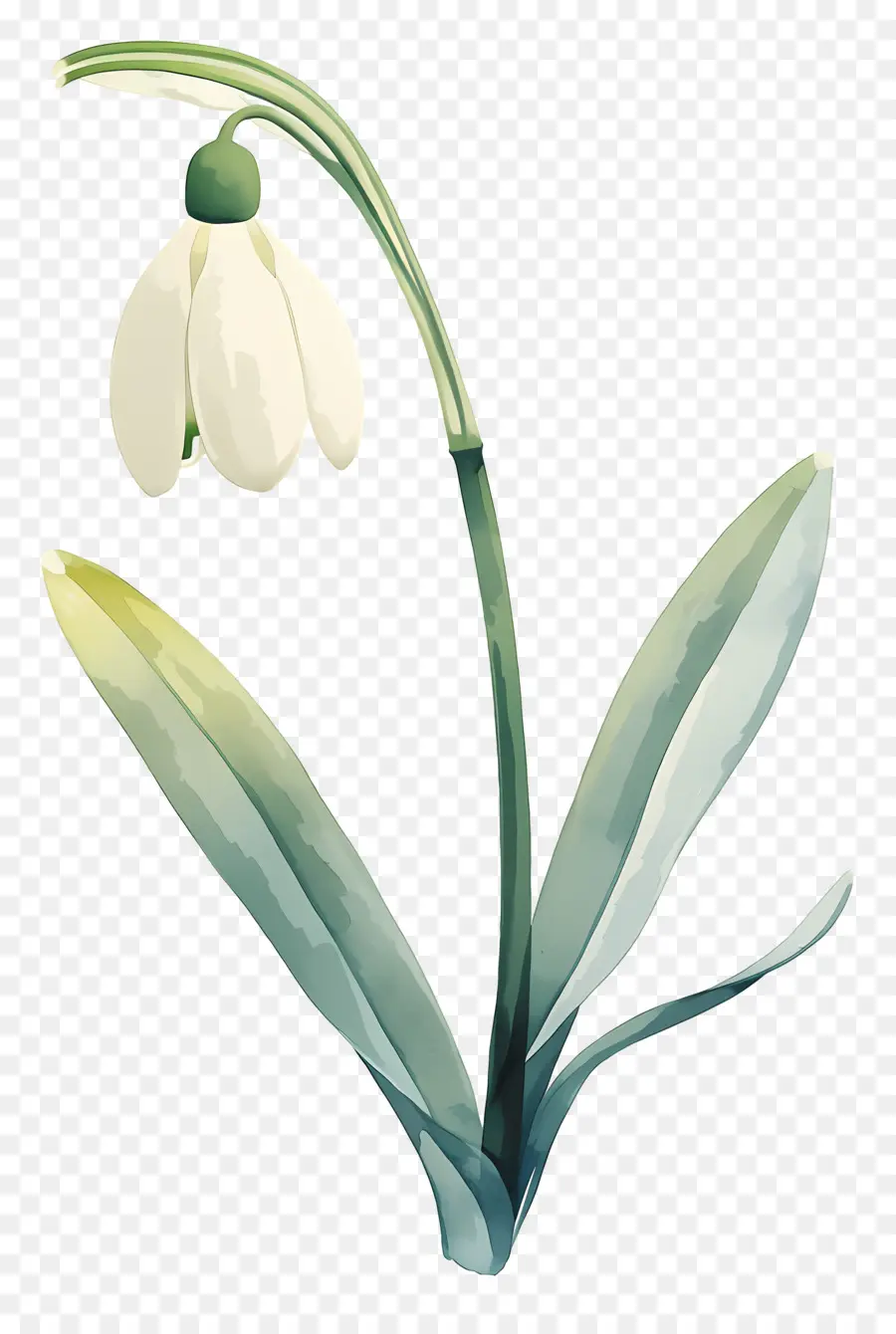 ดอกไม้หิมะ，Snowdrop สีขาว PNG