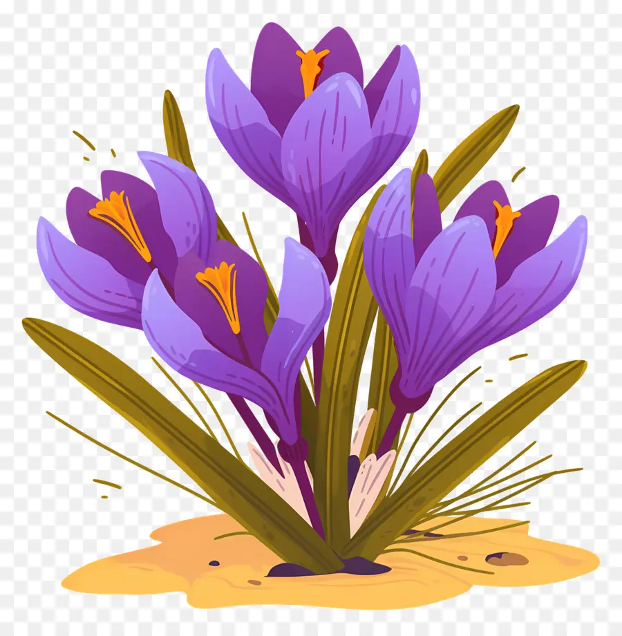 Crocus สีเหลือง，ดอกไม้สีม่วง PNG