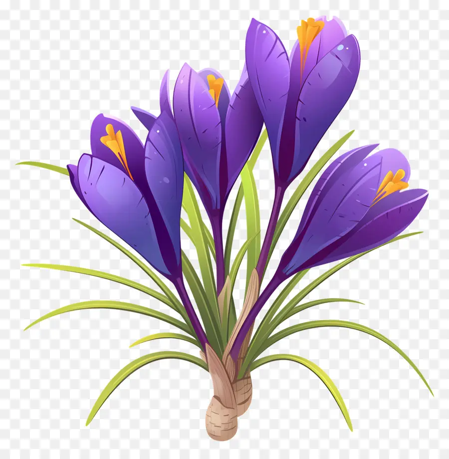 Crocus สีเหลือง，ดอกไม้สีม่วง PNG