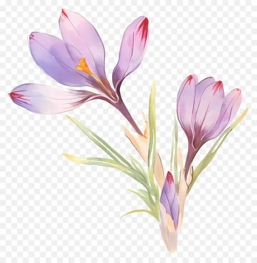 Crocus สีเหลือง，ดอกไม้ Crocus PNG