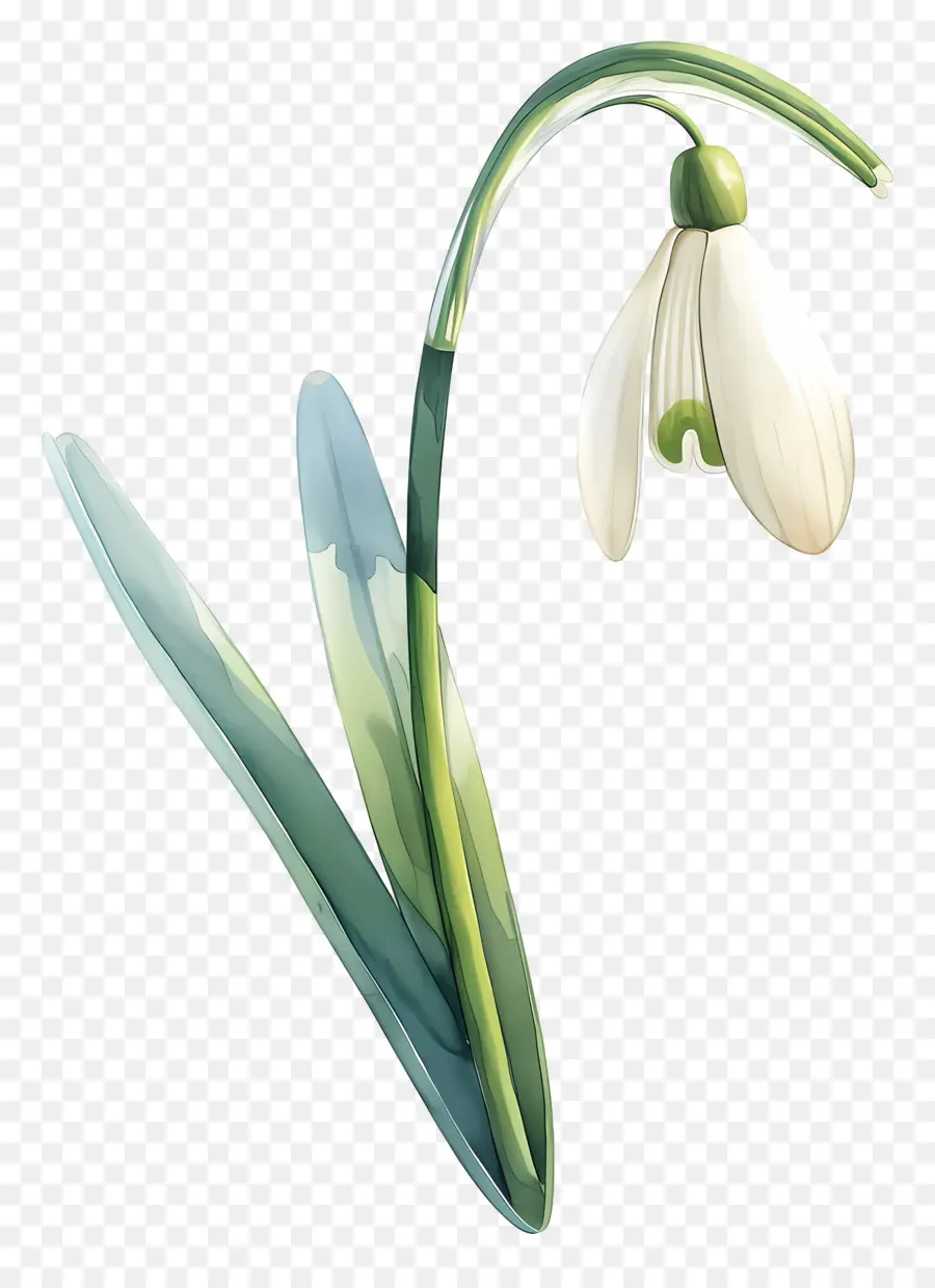 ดอกไม้หิมะ，Snowdrop สีขาว PNG