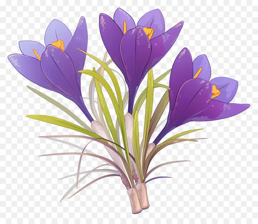 Crocus สีเหลือง，ดอกไม้สีม่วง PNG