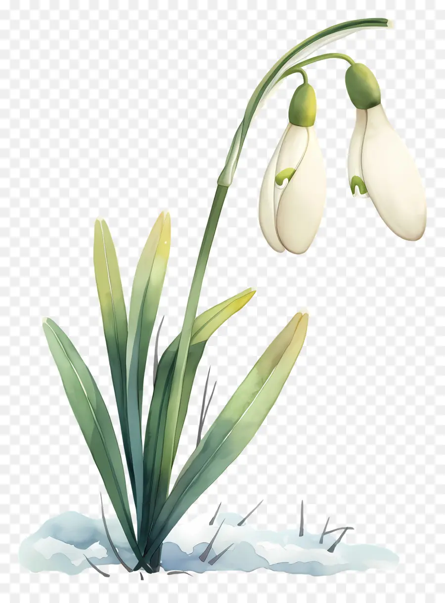 ดอกไม้หิมะ，Snowdrop สีขาว PNG