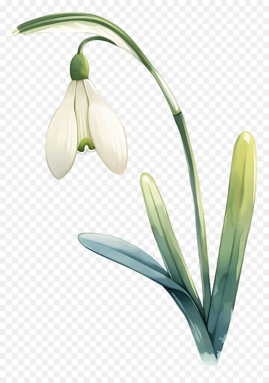 ดอกไม้หิมะ，Snowdrop สีขาว PNG