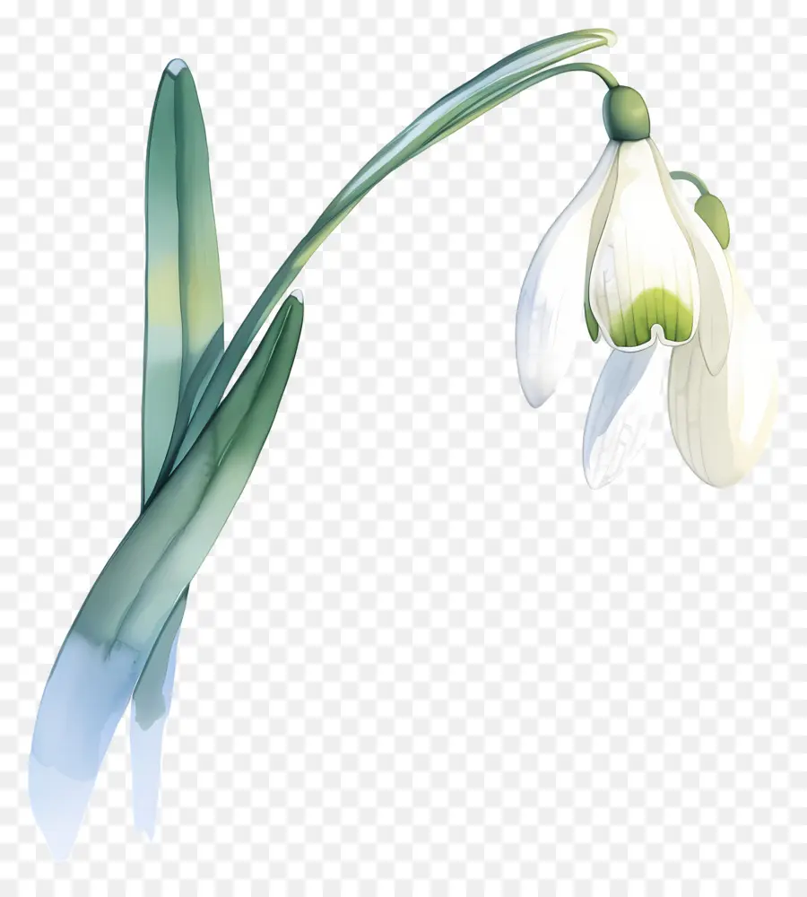 ดอกไม้หิมะ，Snowdrop สีขาว PNG