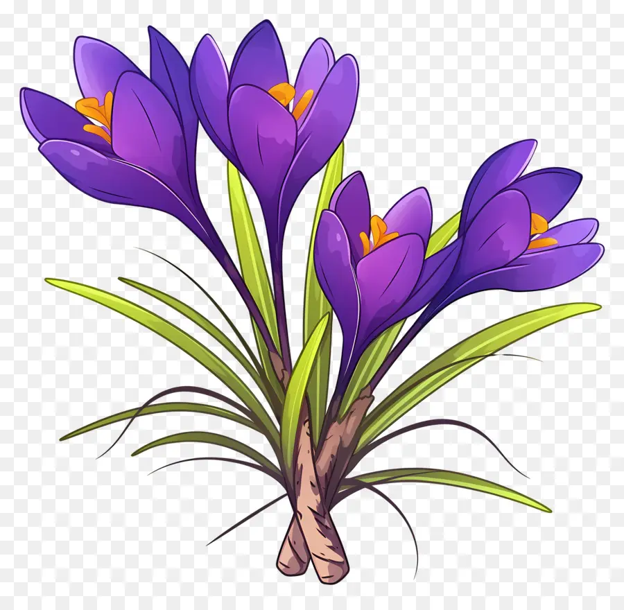 Crocus สีเหลือง，ดอกไม้สีม่วง PNG