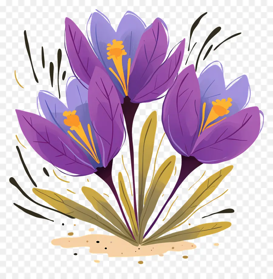 Crocus สีเหลือง，ดอกไม้สีม่วง PNG