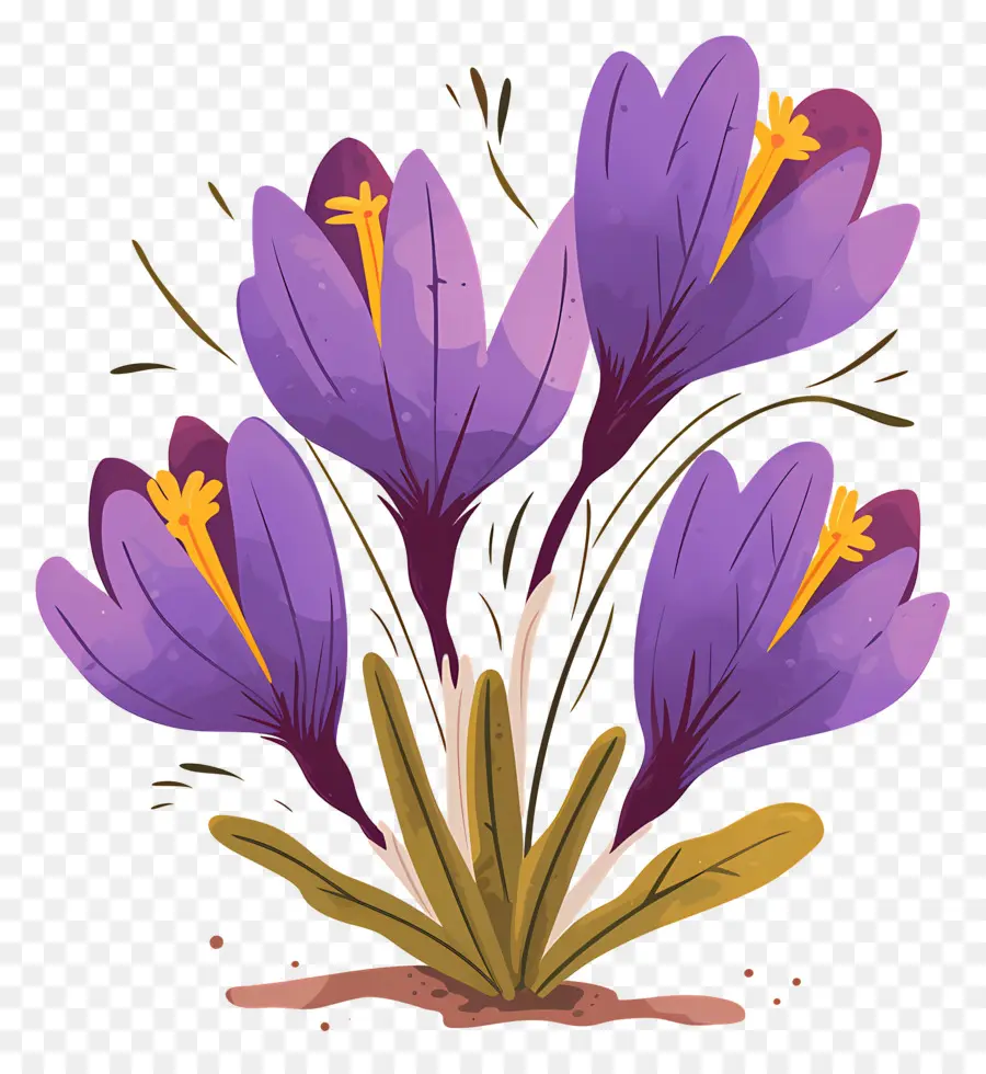 Crocus สีเหลือง，ดอกไม้สีม่วง PNG