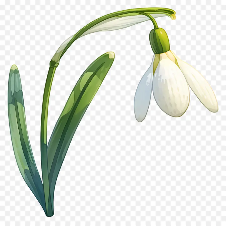 ดอกไม้หิมะ，Snowdrop สีขาว PNG