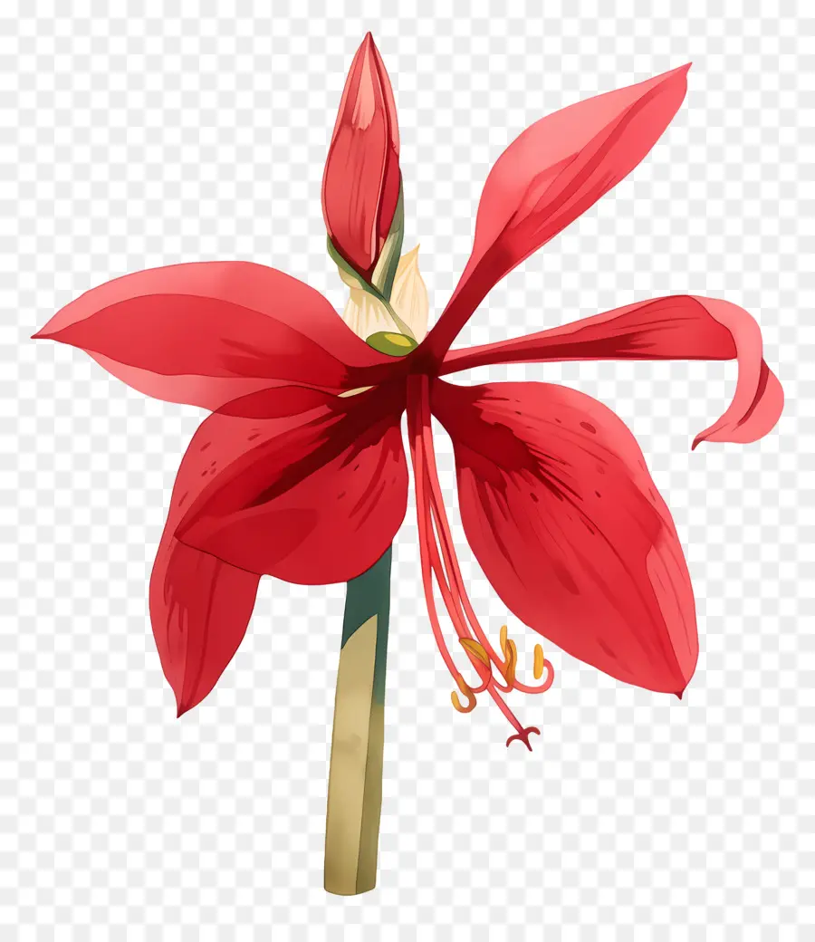 ดอกไม้ Amaryllis，ดอกไม้สีแดง PNG