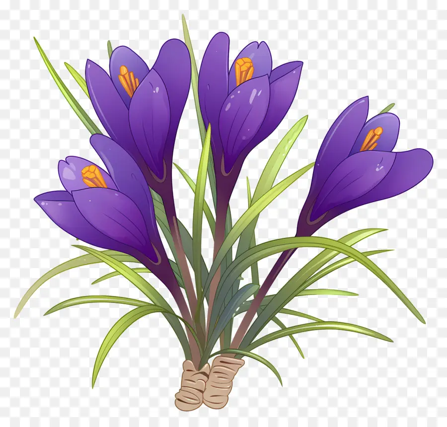 Crocus สีเหลือง，ดอกไม้สีม่วง PNG