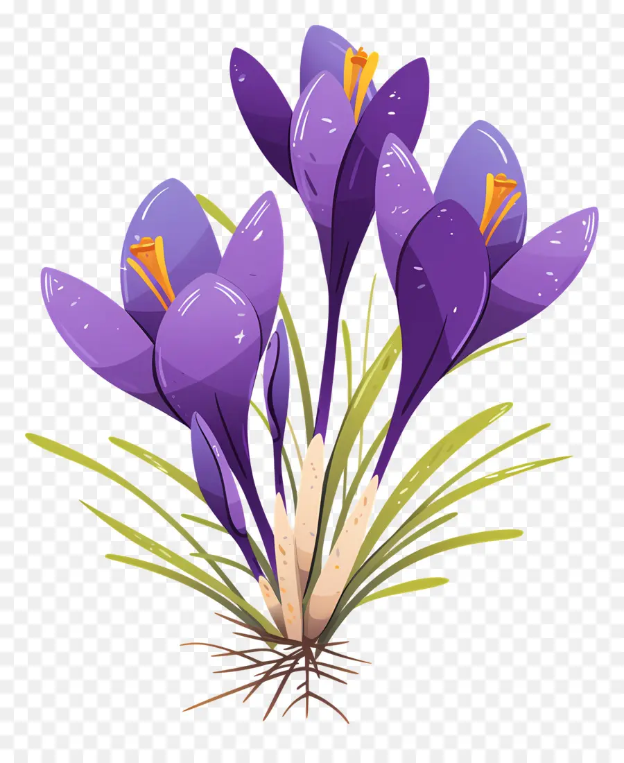 Crocus สีเหลือง，ดอกไม้สีม่วง PNG